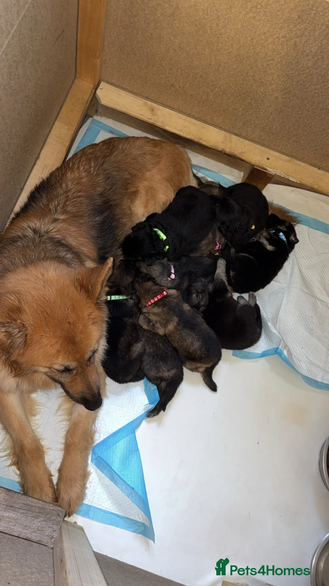 German Shepherd dogs for sale: Kc registered German shepherds  in Barnsley - Advert 1