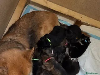 German Shepherd dogs Kc registered German shepherds - Advert 3