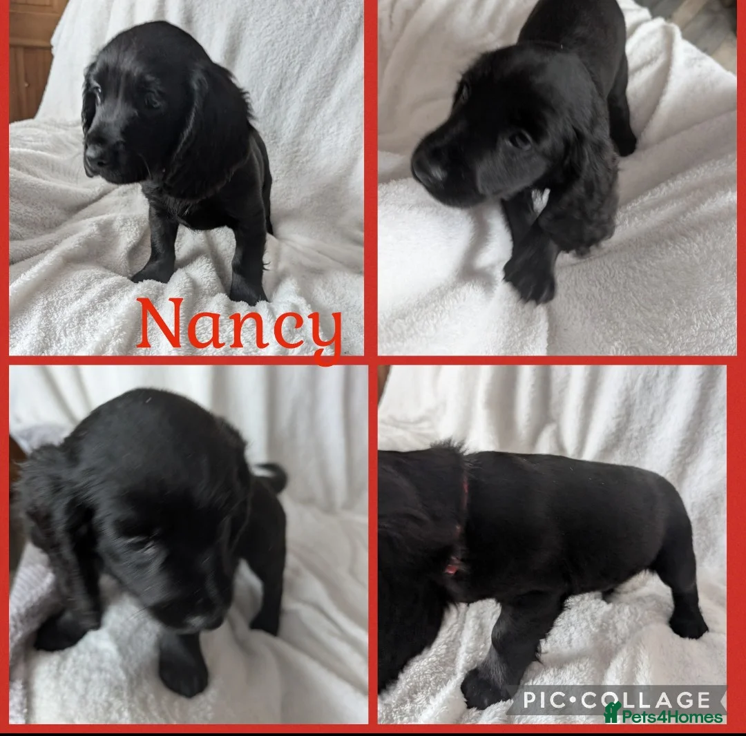 Cocker Spaniel dogs for sale: Cockerspaniel puppies ready soon! - Advert 8