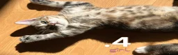 Mixed Breed cats for sale: Beautiful Kittens For Sale in London - Advert 4