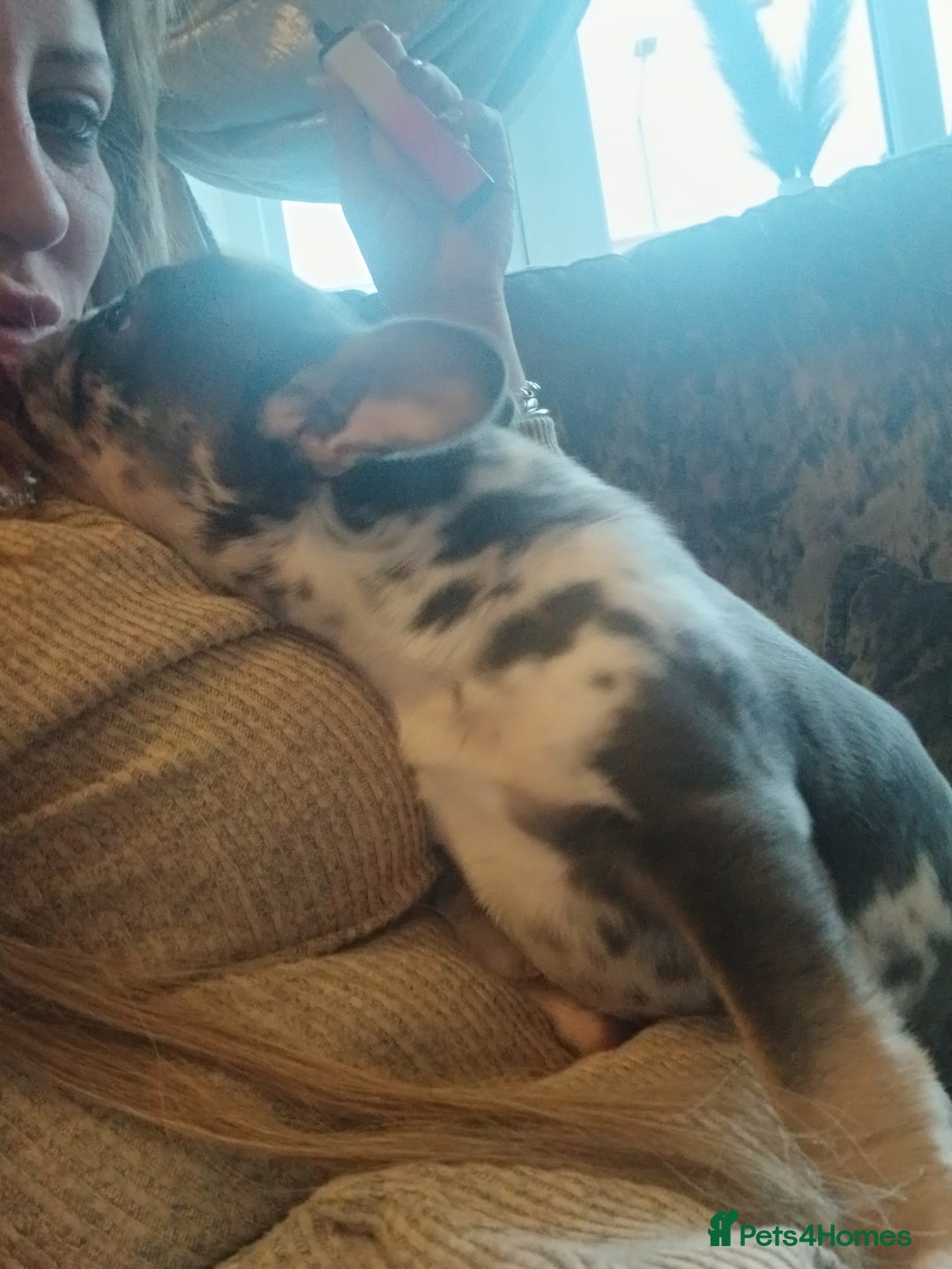 French Bulldog dogs for sale: KC French Bulldog Merles carrying fluffy. - Advert 10