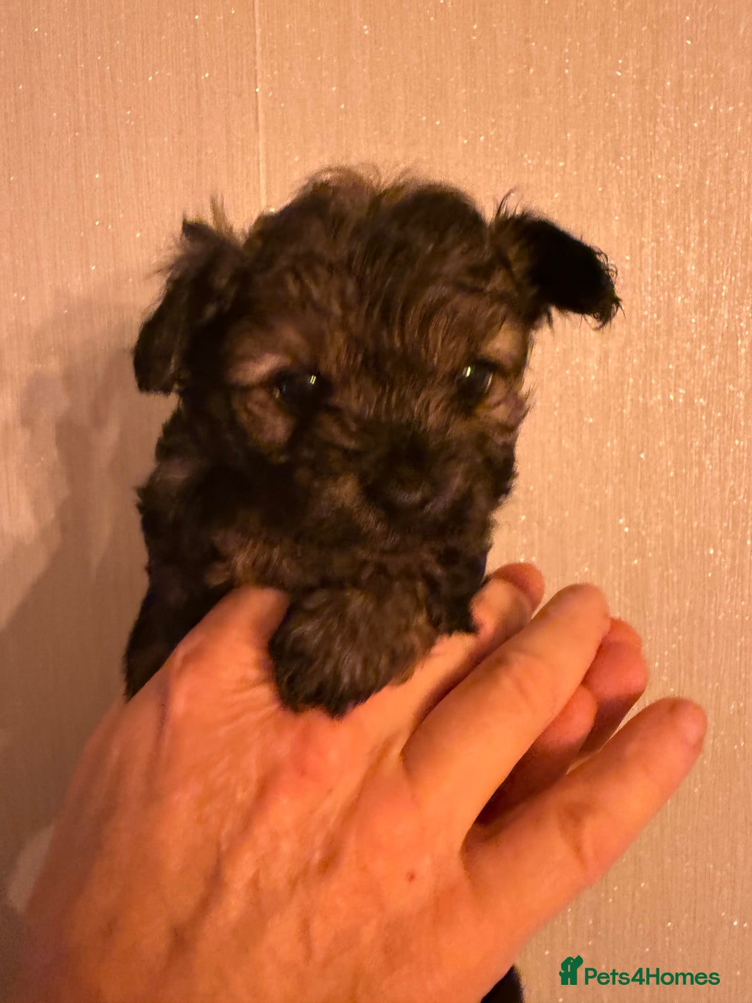 Yorkiepoo dogs for sale: Yorkipoos READY  **  EVE - Advert 11