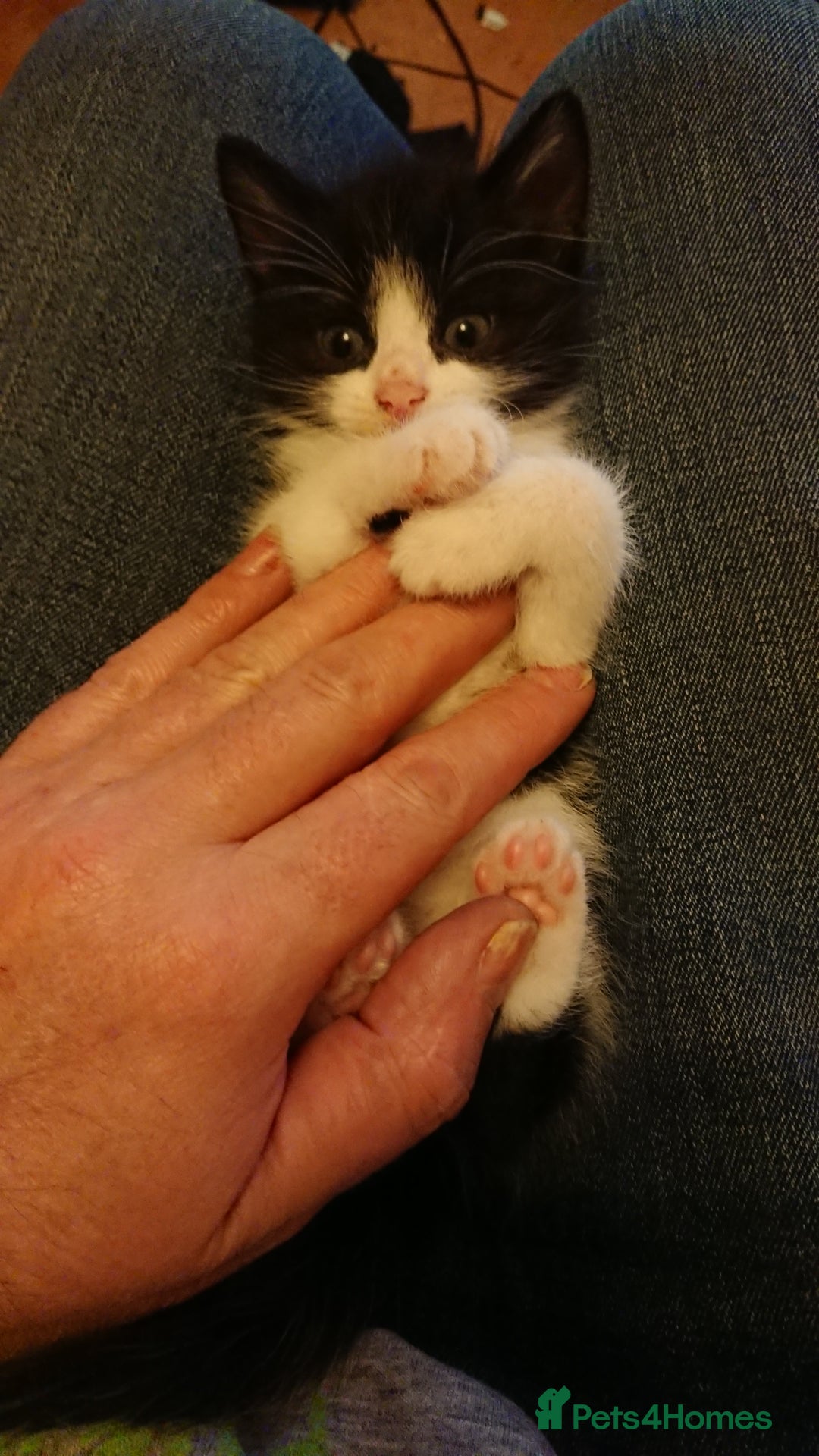 British Shorthair cats for sale: Cheshire Kittens  - Advert 8