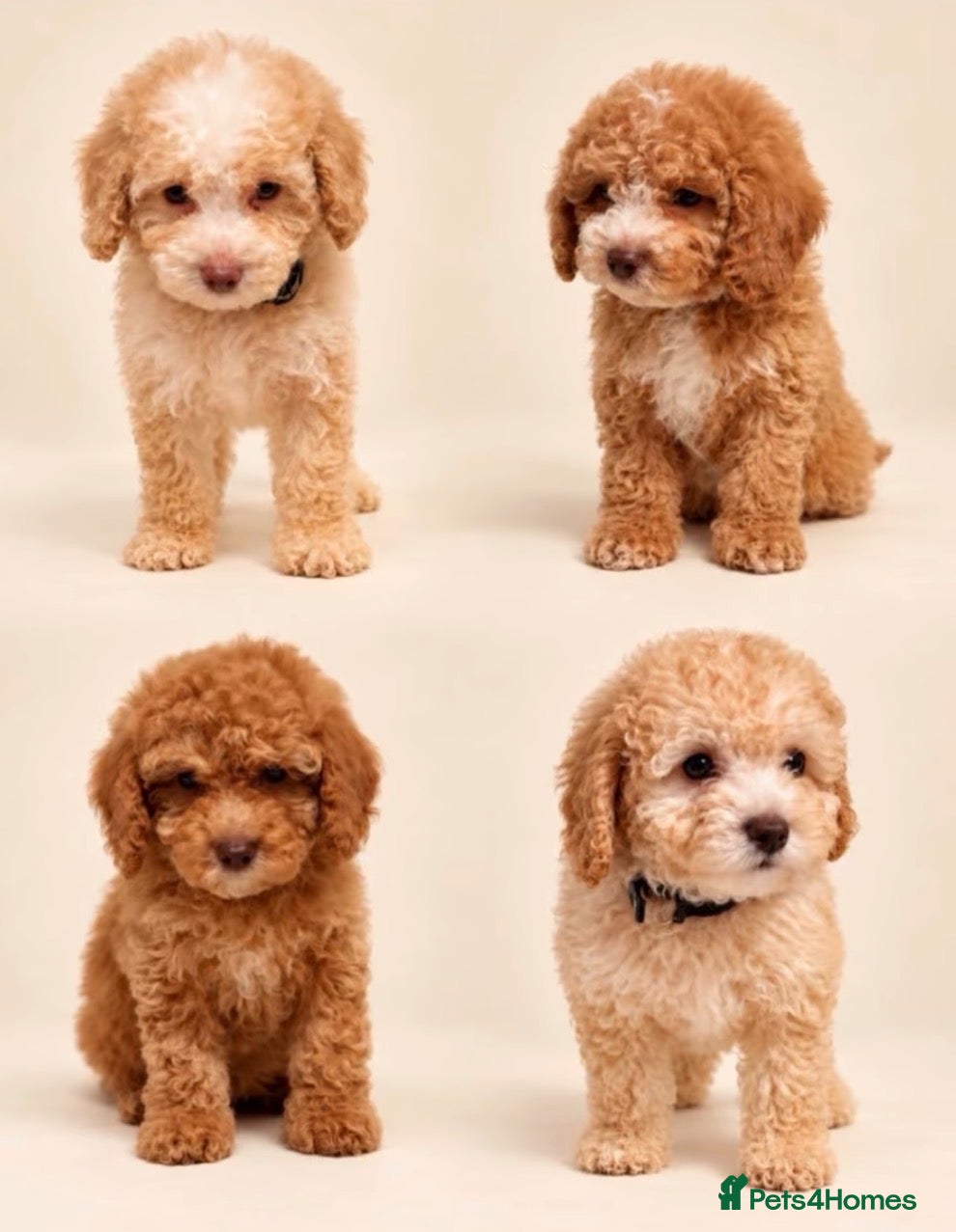 Cockapoo dogs Stunning F1b cockapoos ready now  - Advert 11