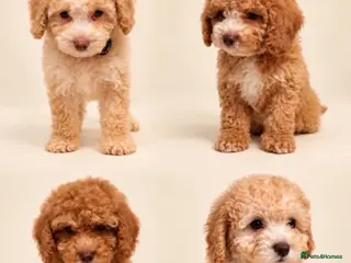 Cockapoo dogs Stunning F1b cockapoos ready now - Advert 11