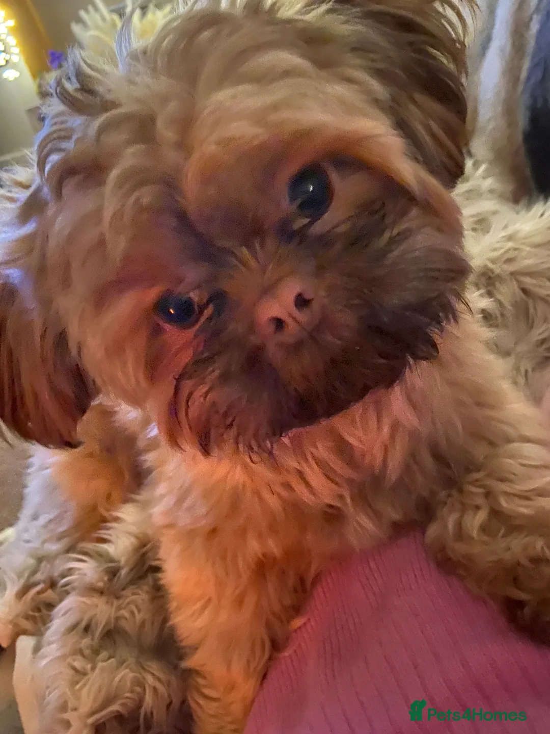 Shih Tzu dogs for stud: KC Reg Imperial shihtzu for stud 100% proven. in Bury - Advert 4