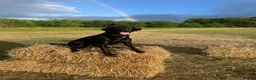 Labrador Retriever dogs for stud: KC REG LABRADOR for STUD  - Advert 5