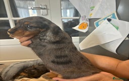 Cocker Spaniel dogs for sale: Cute show type very rare colours dna health tested - Image 9