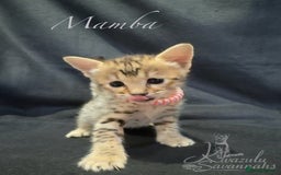 Savannah cats for sale: Exceptional Quality Tica Registr. Savannah Kittens - Image 23