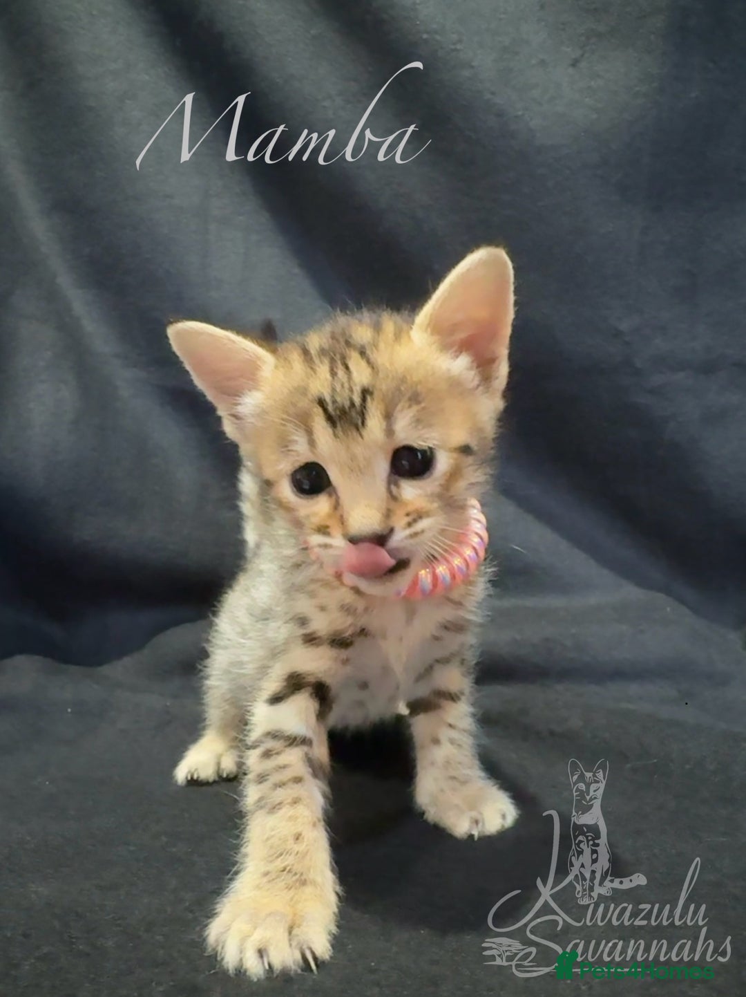 Savannah cats for sale: Exceptional Quality Tica Registr. Savannah Kittens - Image 23