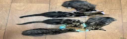 Mixed Breed cats for sale: Bengal mix kittens - Advert 3
