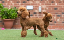 Poodle dogs for stud: Professional STUD & fertility services in Stafford - Image 4