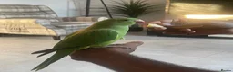 Ringnecks birds for sale: Indian Ringneck  - Advert 5