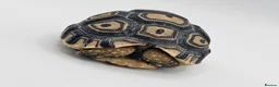 Tortoise reptiles for sale: Baby leopard tortoises ready now - Advert 2