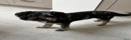 Cockapoo dogs for sale: Lovely Cockapoo boy 16 months old  in Perth - Advert 2