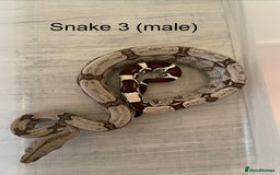 Boa Snake reptiles for sale: ✨ Captive-Bred Suriname Red- Tailed Boas (BCC) ✨ - Advert 2