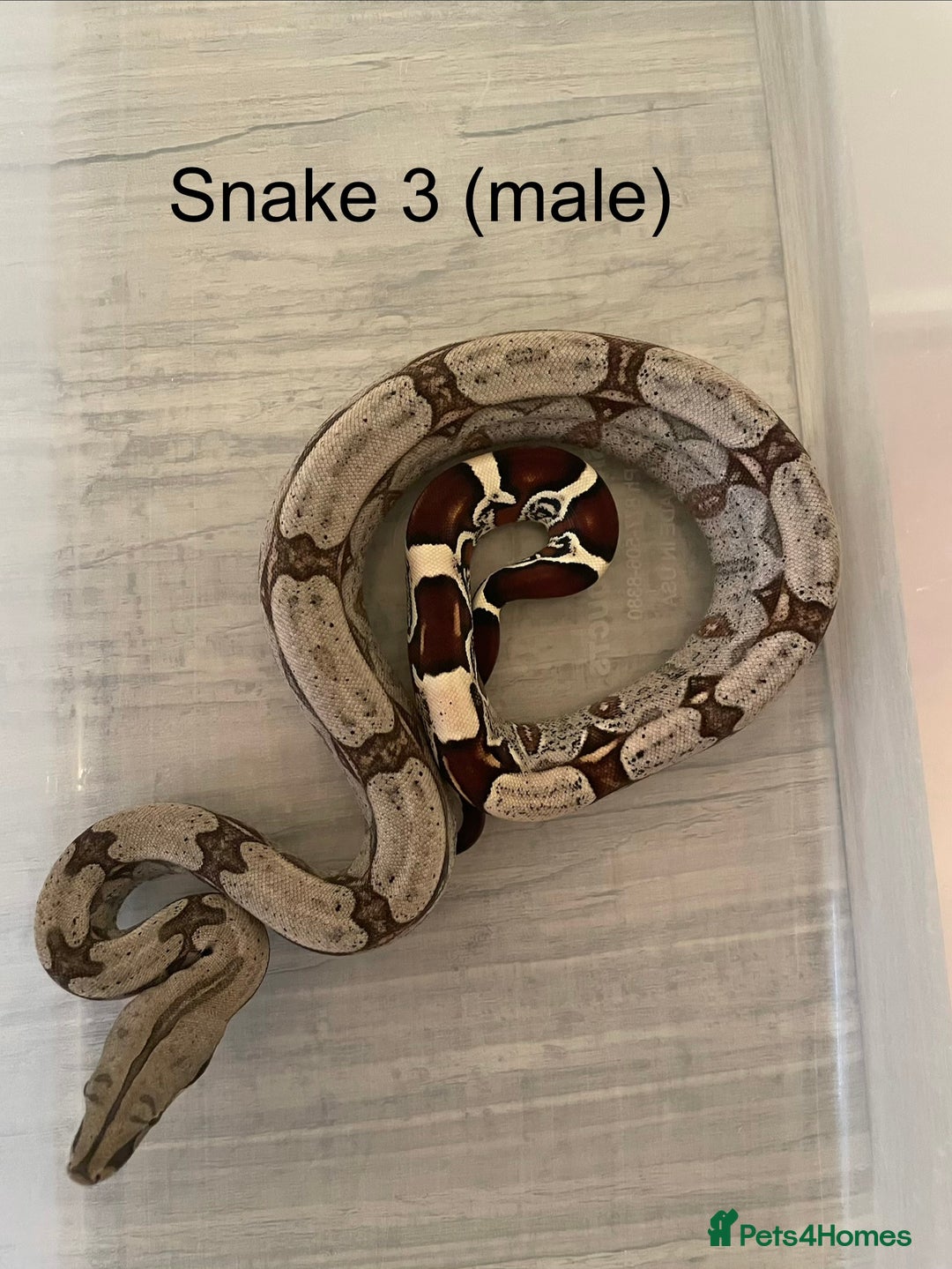 Boa Snake reptiles for sale: ✨ Captive-Bred Suriname Red- Tailed Boas (BCC) ✨ - Advert 2
