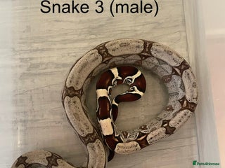 Boa Snake reptiles ✨ Captive-Bred Suriname Red- Tailed Boas (BCC) ✨ - Advert 4