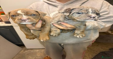 Olde English Bulldogge dogs - Advert 13