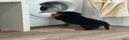 Rottweiler dogs for sale: KC registered rottweiler puppies - Advert 10
