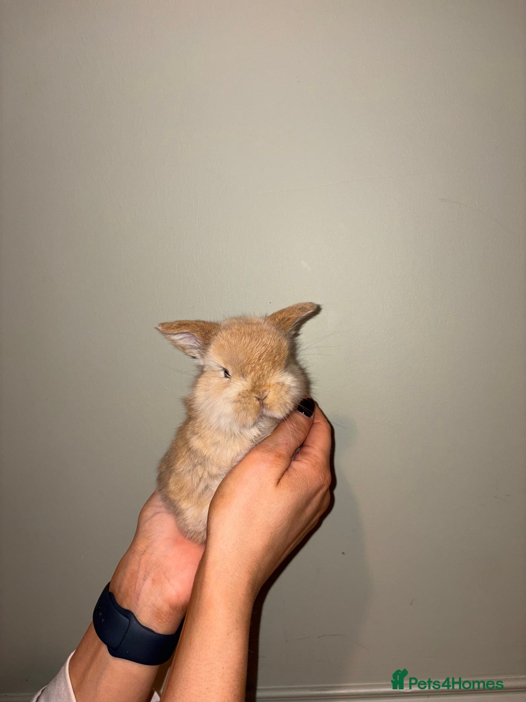 Mini Lop rabbits for sale: Mini lop bunnies  - Advert 5