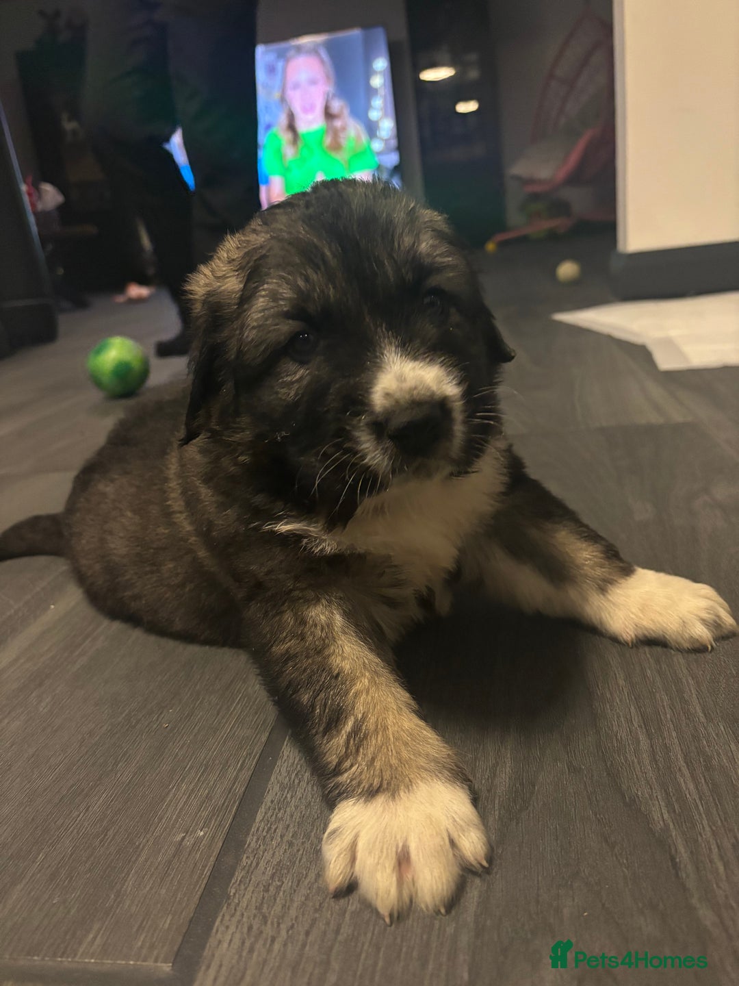 Caucasian Shepherd Dog dogs for sale: Caucasian Shepherds  - Advert 32