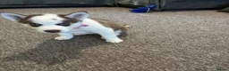 Siberian Husky dogs for sale: Husky girl in Newcastle upon Tyne - Advert 1