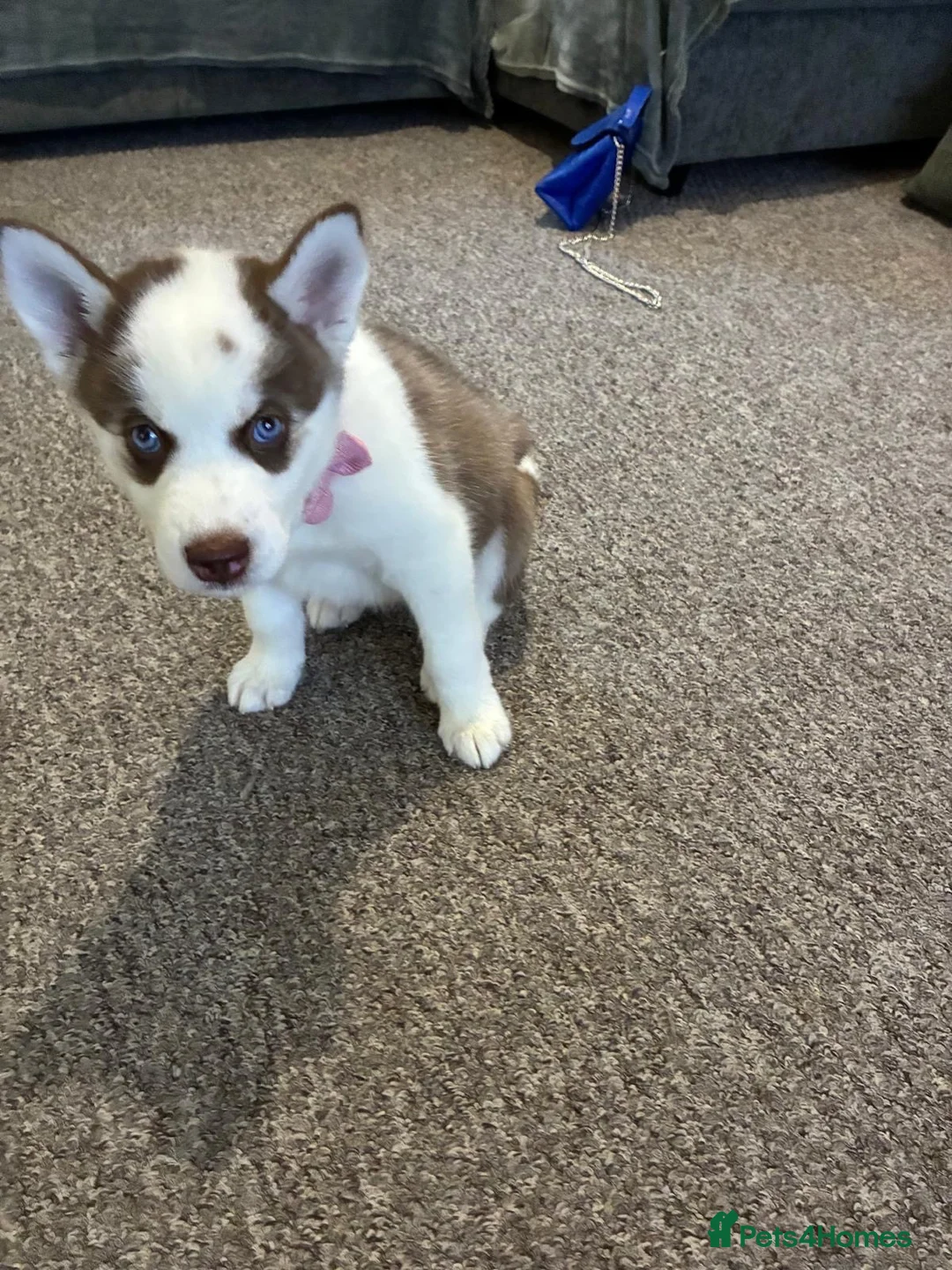 Siberian Husky dogs for sale: Husky girl in Newcastle upon Tyne - Advert 1