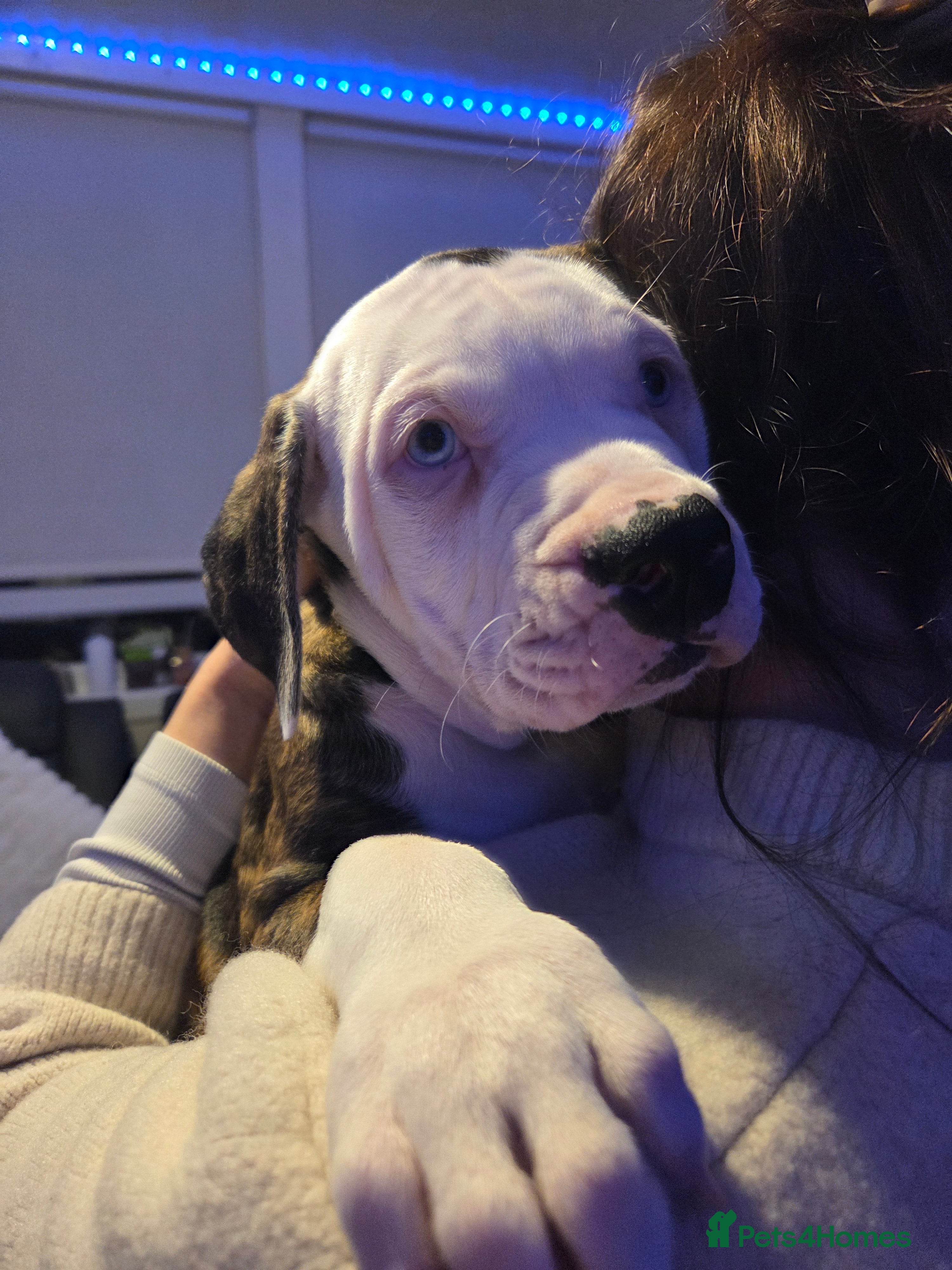 American Bulldog dogs ONLY 1 BOY UNUSUAL BLUE EYE RARE  - Advert 2