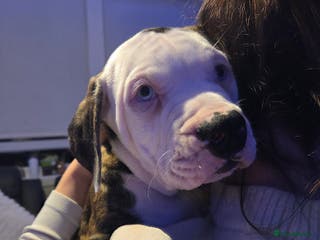 American Bulldog dogs ONLY 1 BOY UNUSUAL BLUE EYE RARE - Advert 2