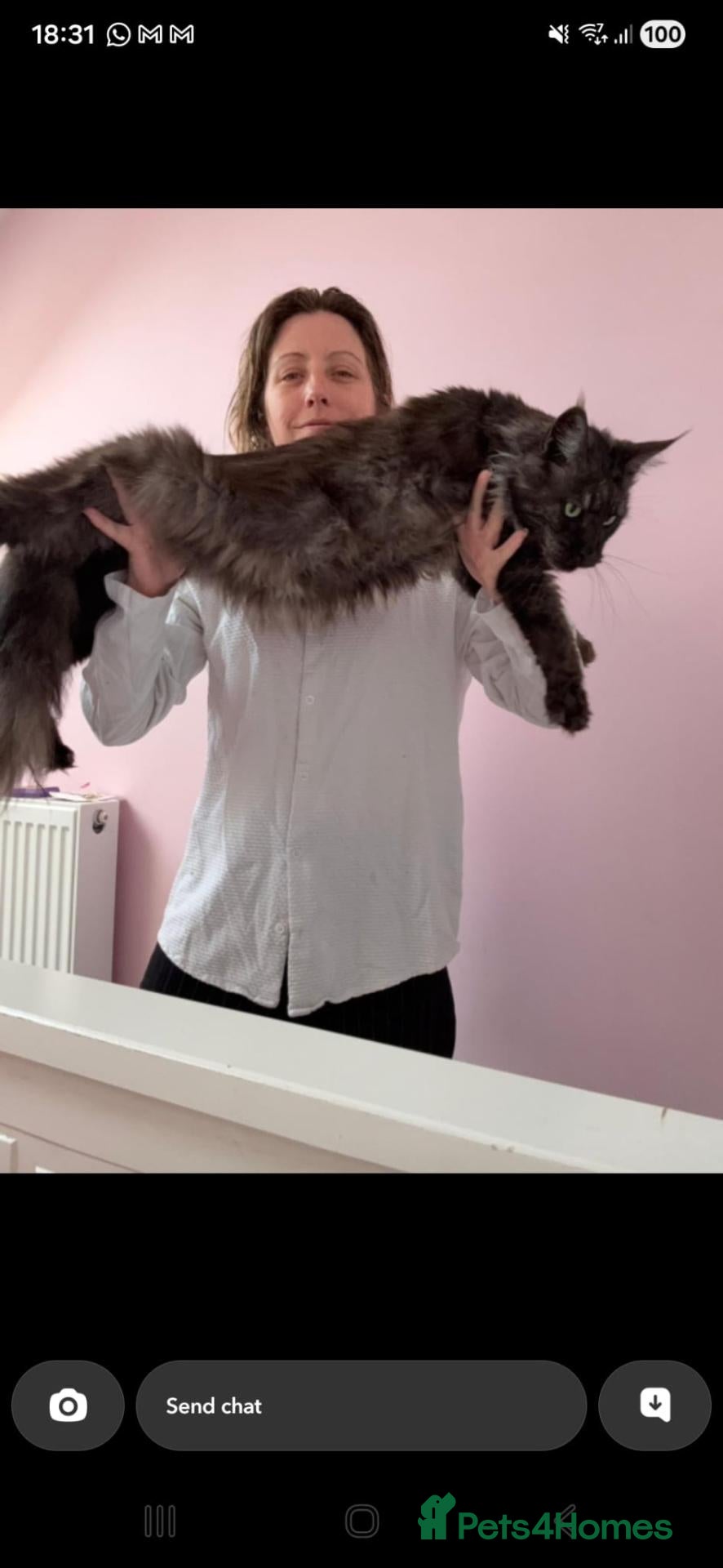 Maine Coon cats Last girl left stunning 8 weeks  - Advert 1