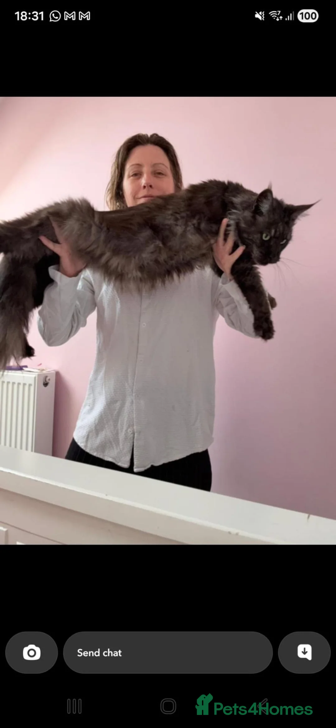 Maine Coon cats for sale: Last girl left stunning 8 weeks  - Advert 1