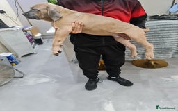 Cane Corso dogs for sale: Cane Corso Puppies in Wolverhampton - Image 11