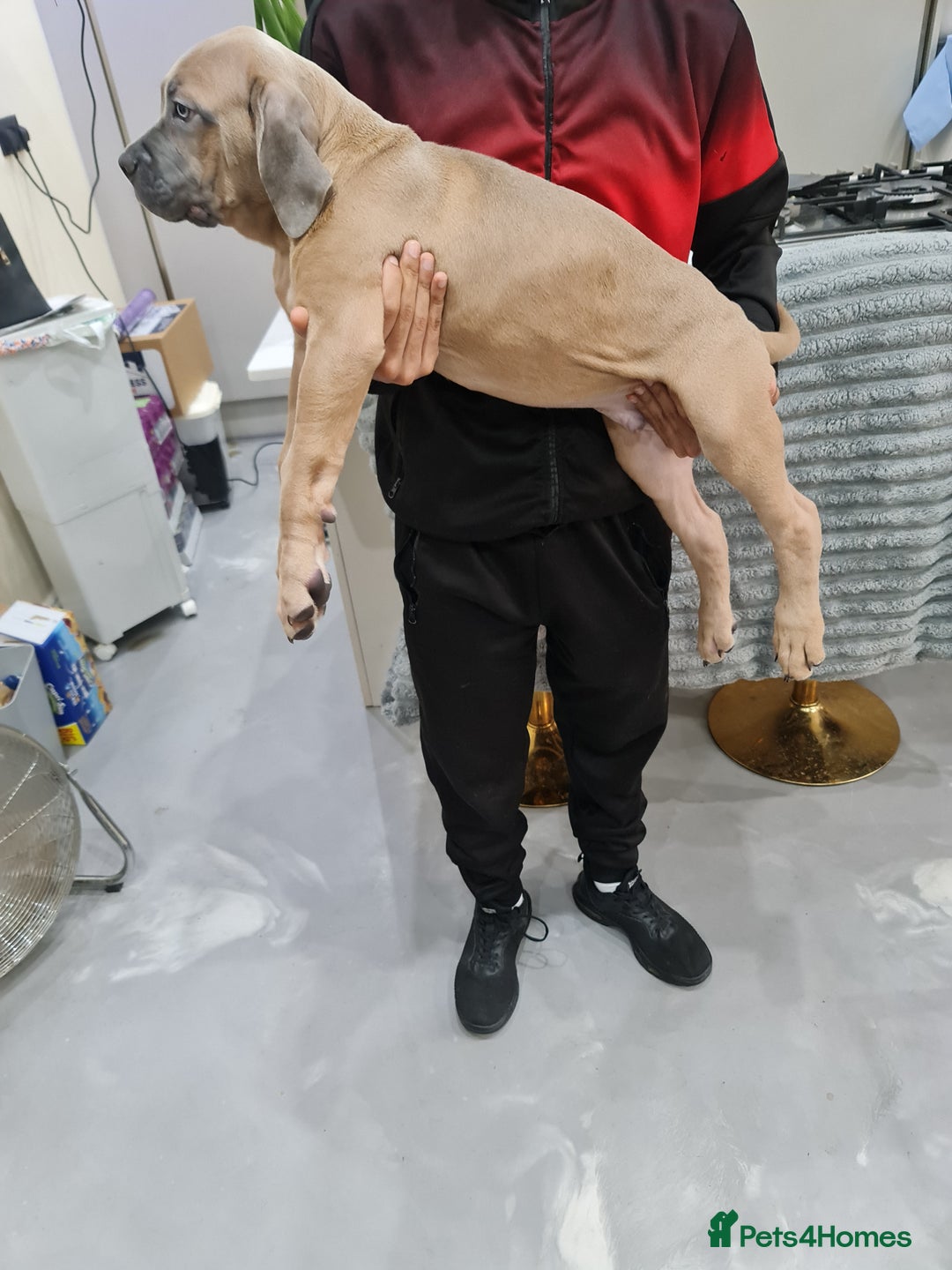 Cane Corso dogs for sale: Cane Corso Puppies in Wolverhampton - Image 11