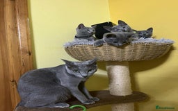 Russian Blue cats for sale: TICA REGISTERED Pure Breed Russian Blue Kittens - Image 11