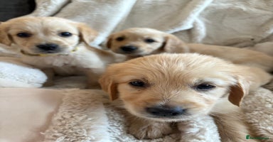 Golden Retriever dogs - Advert 19