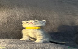British Shorthair cats for sale: TICA Chunky Golden/Blue Golden BritishSH kittens  - Image 5