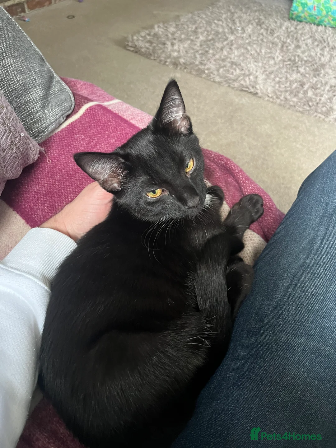Mixed Breed cats for sale: Beautiful , affectionate male cats - Advert 3