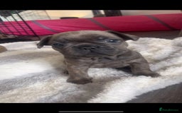 French Bulldog dogs for sale: French bulldog puppies - Image 5