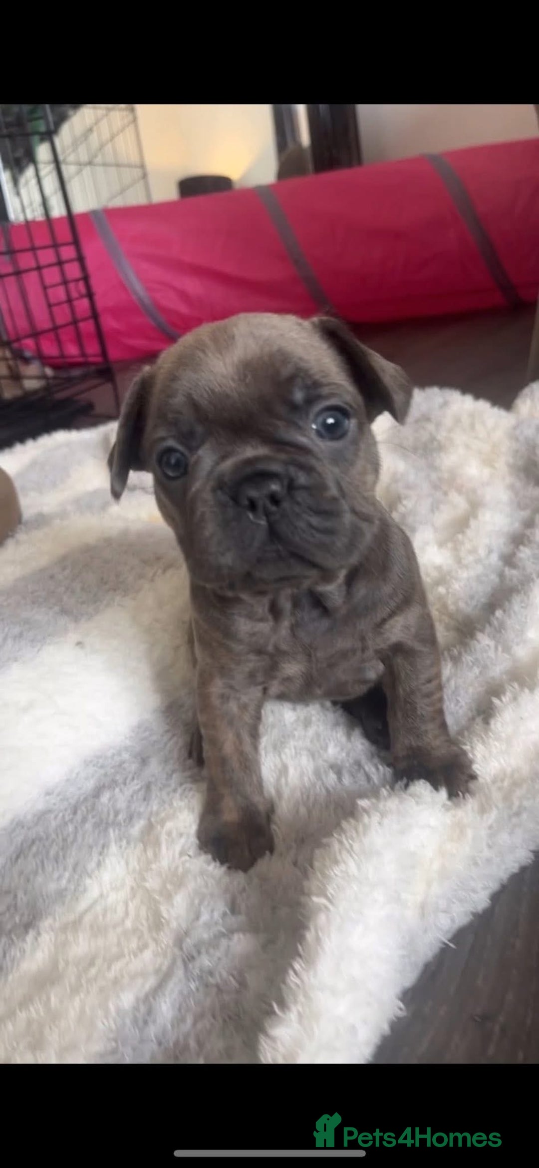 French Bulldog dogs for sale: French bulldog puppies - Image 5