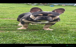 French Bulldog dogs for sale: Ready to go 2 x male French Bulldog KC registered - Image 19