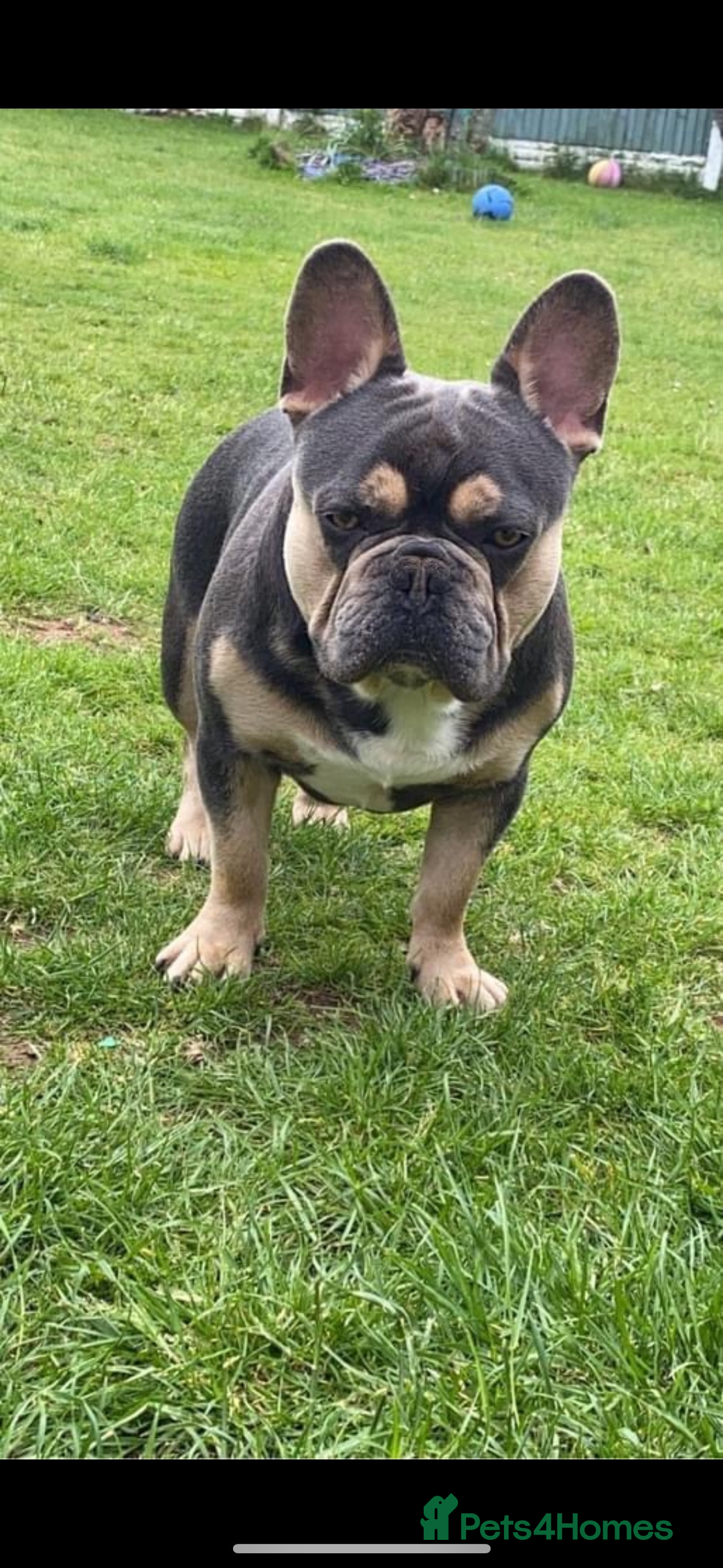French Bulldog dogs for sale: Ready to go 2 x male French Bulldog KC registered - Image 19