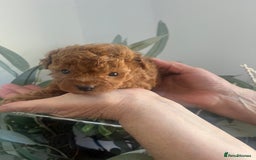 Toy Poodle dogs for sale: Deep red toy poodle puppies available 🧸  - Image 7