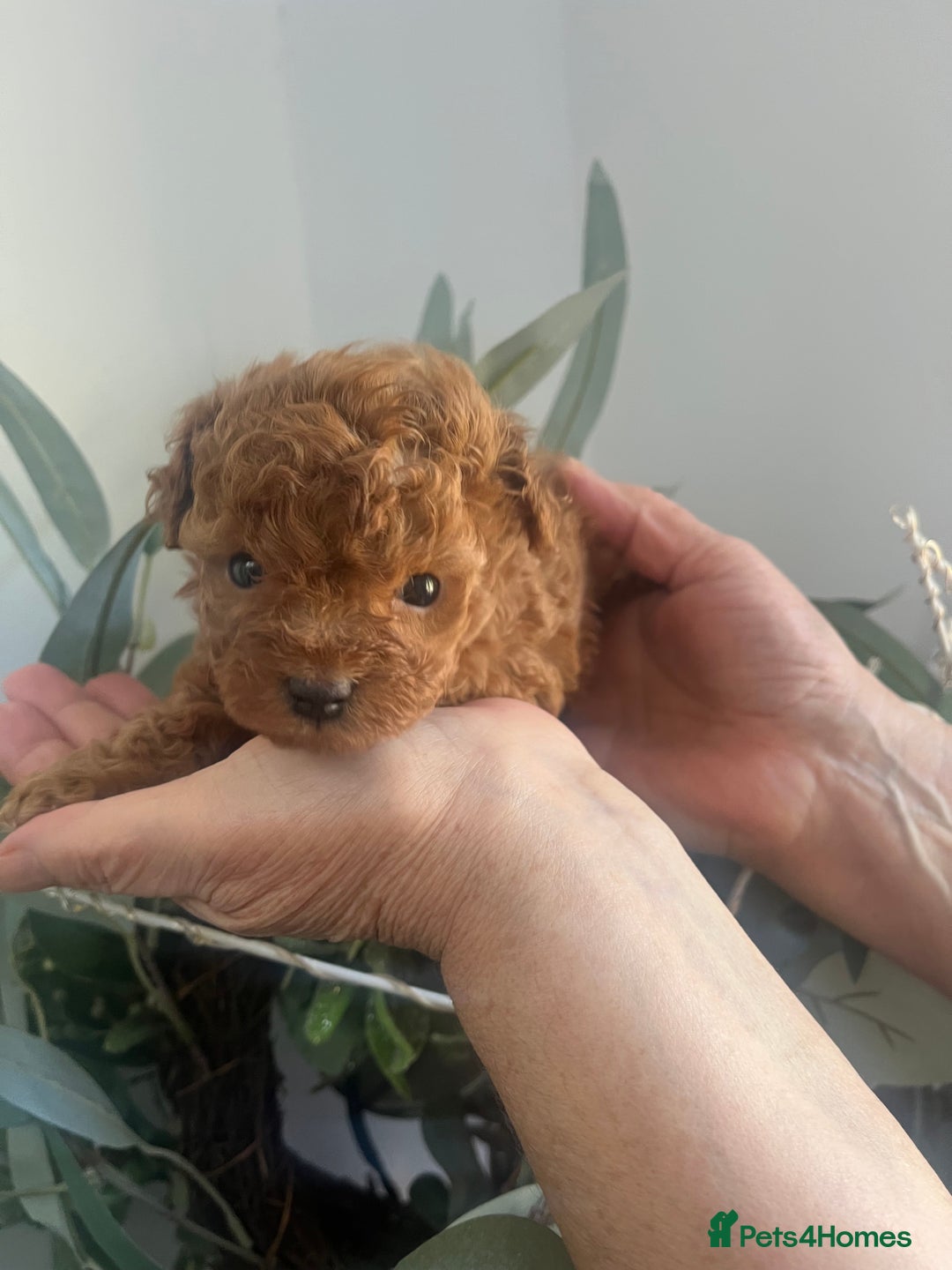 Toy Poodle dogs for sale: Deep red toy poodle puppies available 🧸  - Image 7