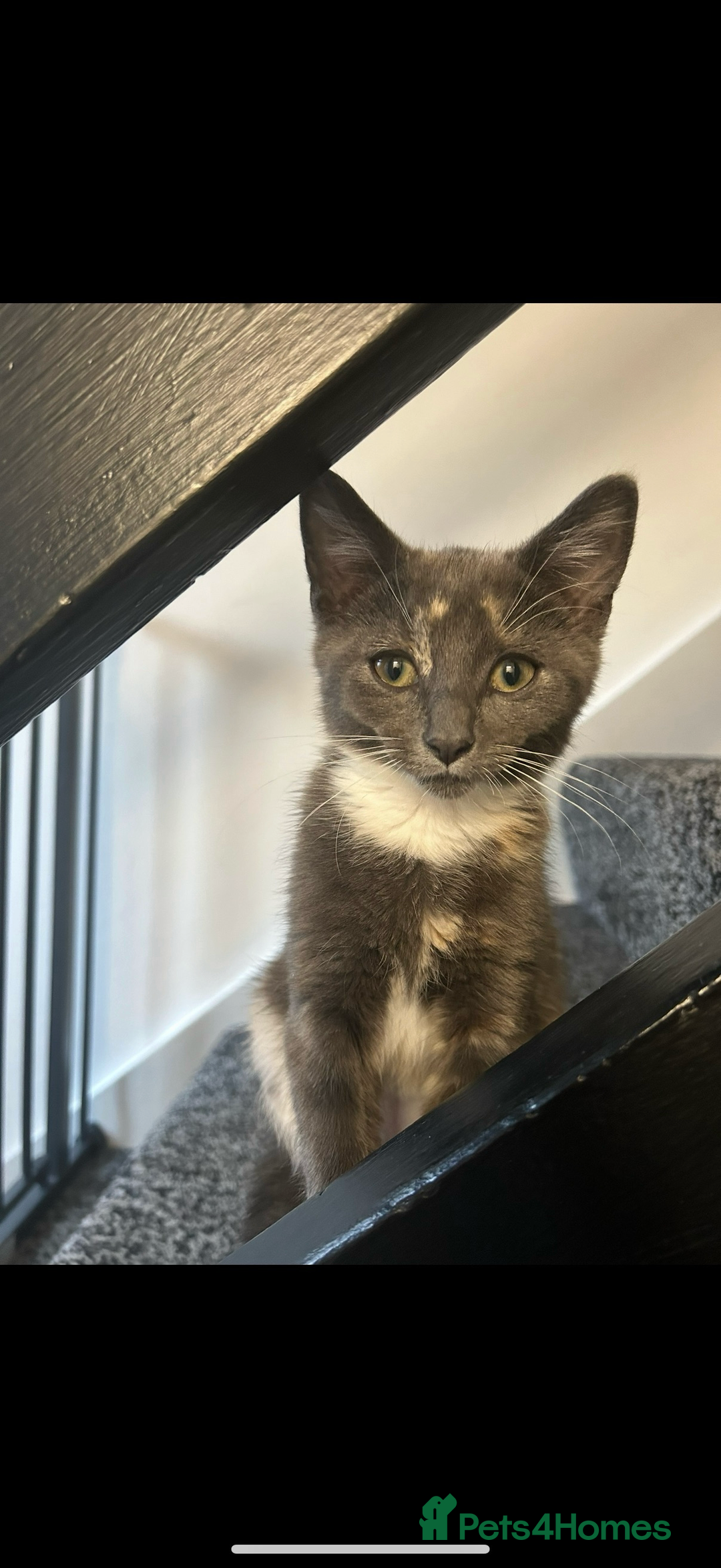 Domestic Shorthair cats for sale: Tortoise shell female  - Advert 4