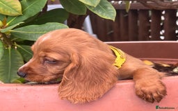 Cocker Spaniel dogs for sale: Working cocker spaniels  - Image 22