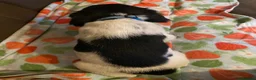 English Springer Spaniel dogs for sale: Springer Spaniel Puppies in Waterlooville - Advert 12