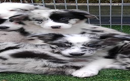 Border Collie dogs for sale: Stunning litter of blue merle border collies - Image 30
