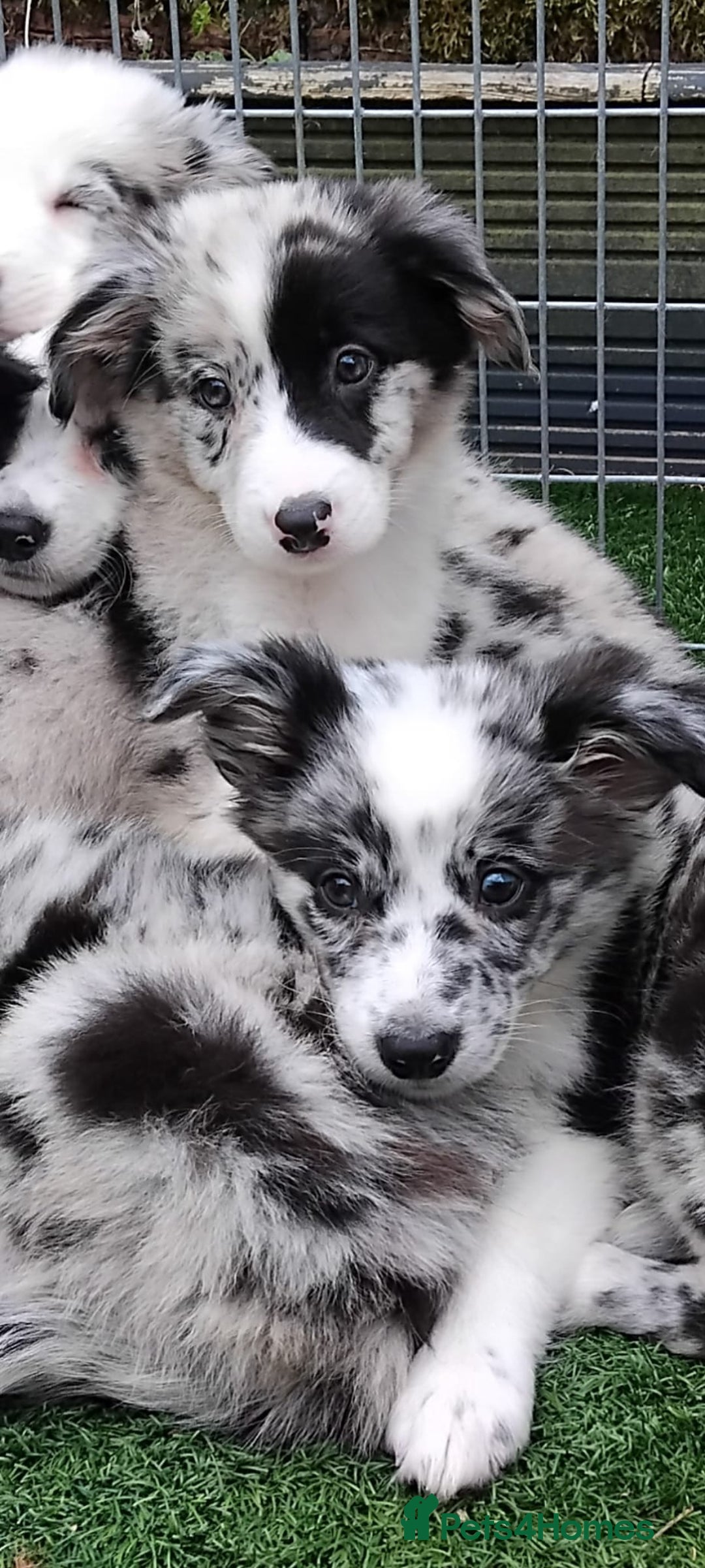Border Collie dogs for sale: Stunning litter of blue merle border collies - Image 30
