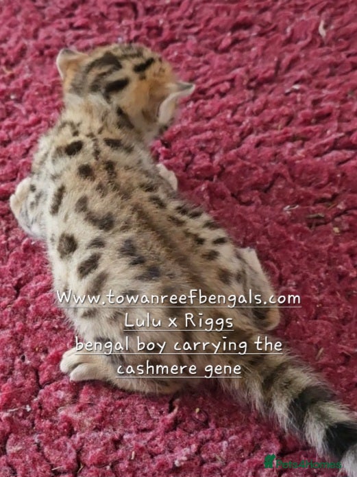 Bengal cats Tica registered bengal and rare cashmere kittens - Advert 1